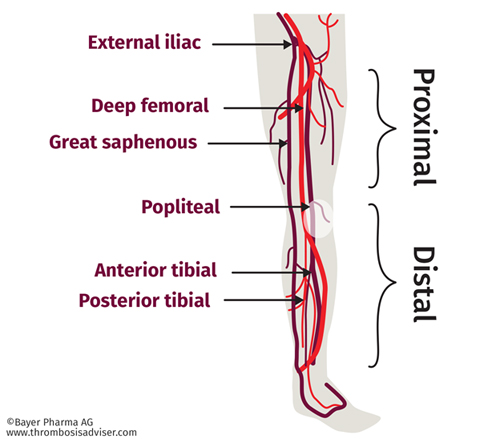 How do normal Veins work?